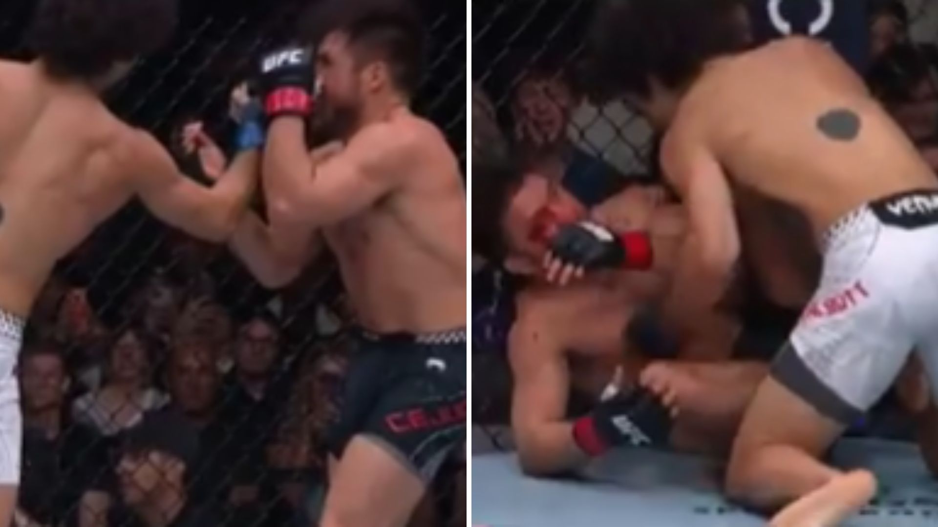 Payton Talbott zdominował legendę na UFC 323. Henry Cejudo zakończył karierę przegraną